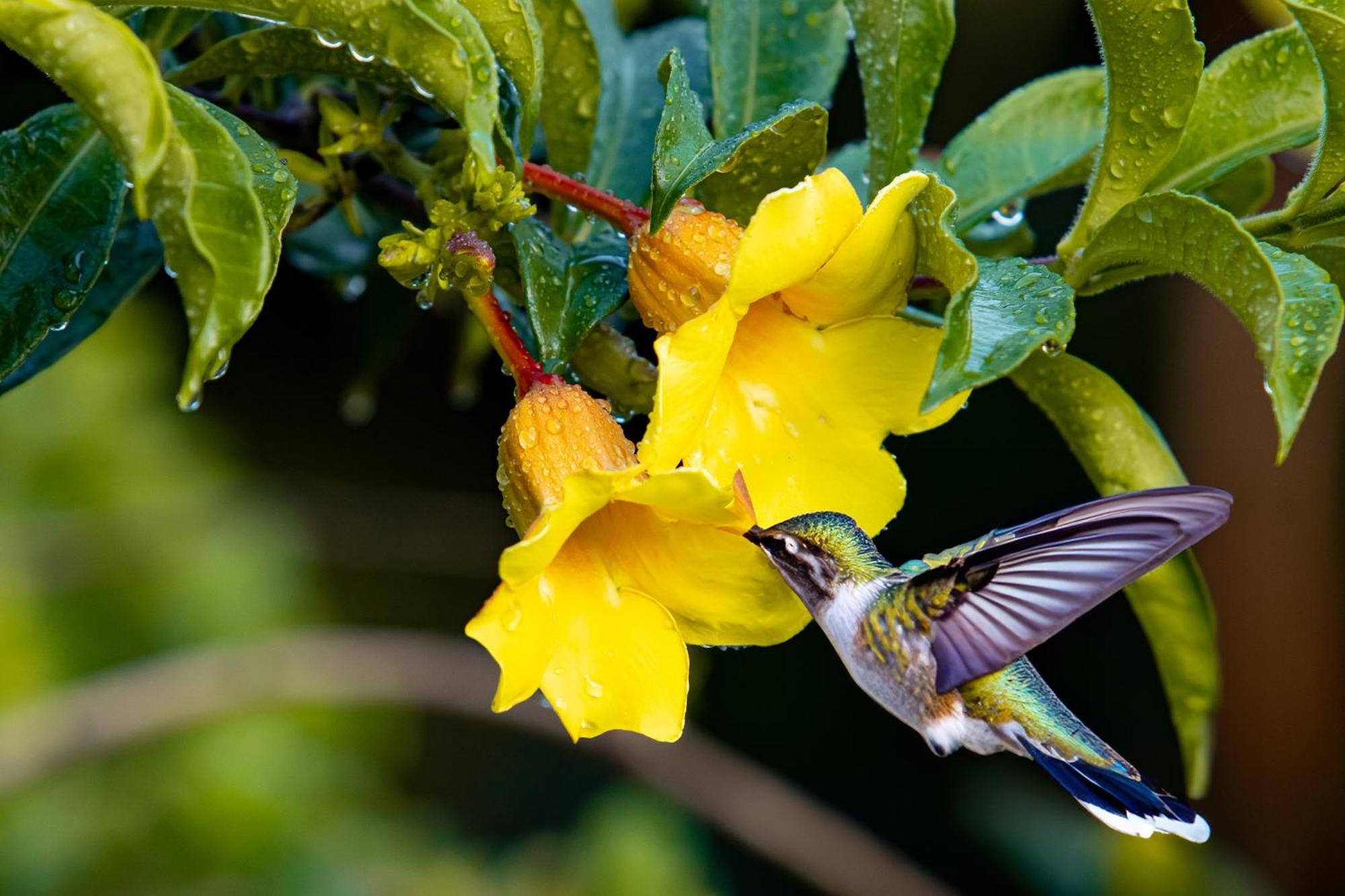 Heliconias Rainforest Lodge Bijagua Zewnętrze zdjęcie
